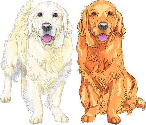 Sketch Two Dog Breed Golden Retriever Premium Vector