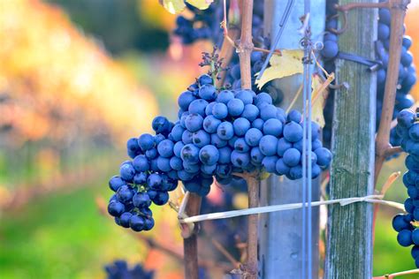 Free Images Nature Branch Grape Vine Vineyard Bunch Wine Farm