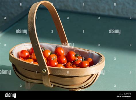 Gardeners Delight Tomatoes In A Trug Basket Stock Photo Alamy