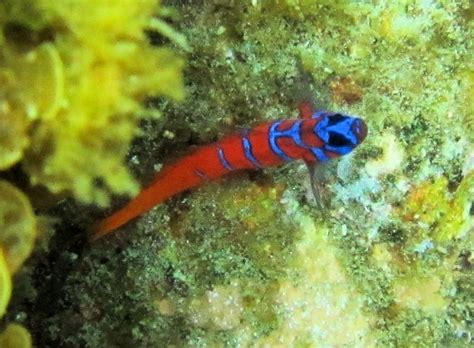 Bluebanded Goby Mexico Fish Birds Crabs Marine Life Shells And