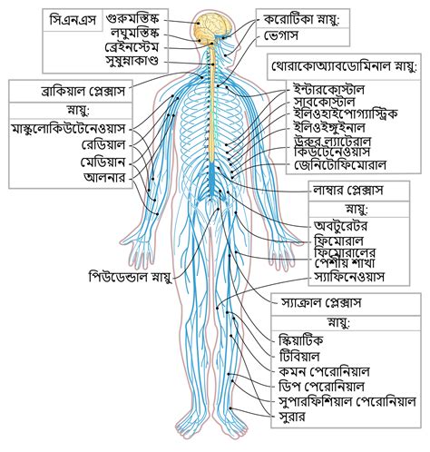 8 axon cell body dendrites nucleus terminal ends this neuron part gives messages to muscle tissue. File:Nervous system diagram-bn.svg - Wikimedia Commons