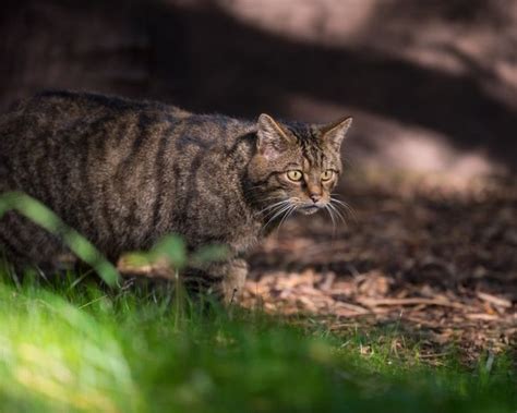 Natural Encounters Photography By Ben Williams Scottish Wildcat