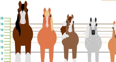 Horse Height Chart Small Horse Breeds Horse Breeds