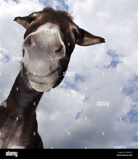 Donkeys Head High Resolution Stock Photography And Images Alamy