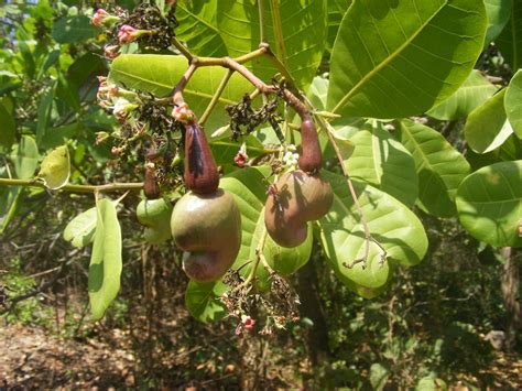 Filecashew Nut Tree Anacardium Occidentale With Unripe Nuts Dscf0333