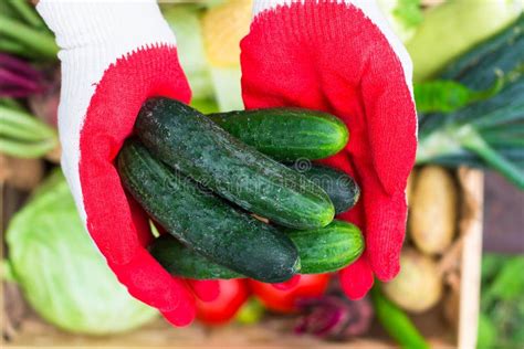 Woman Hands Holding Cucumbers Stock Photo Image Of Garden Cucumbers