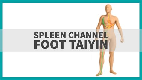 Tcm Anatomy Spleen Channel Of Foot Taiyin Youtube