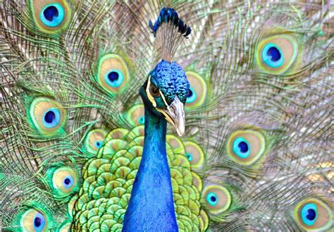 Indian Blue Peacock Photograph By Jan Hill Fine Art America