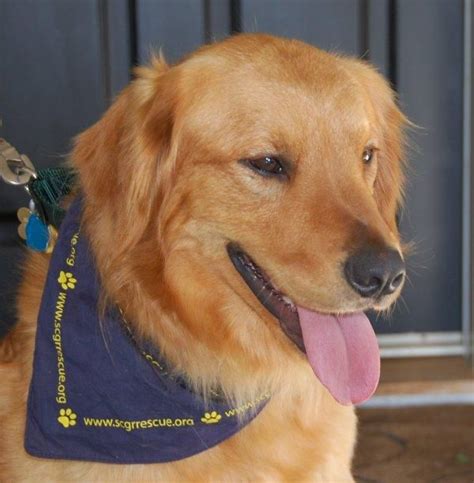 Adopt T Rex On Petfinder Golden Retriever Golden Retriever Rescue