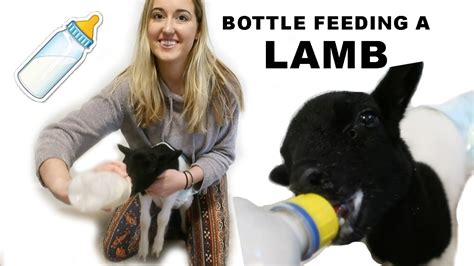 How To Bottle Feed A Lamb The Correct Way Youtube