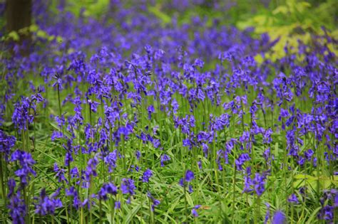 Chuck was a life resident of auburn, the son o Hallerbos blue forest of Belgium: this will take your ...