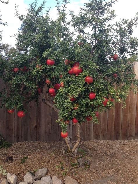 Growing Pomegranate Trees In Your Yards 1000 In 2020 Fruit Trees