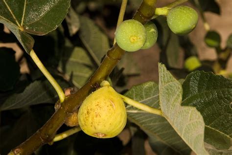 Dunkelrot, sehr reichblütig und drahtige stiele zum schneiden machen diese sorte zu einer meiner lieblingssorten. Peter's Honey fig can be considered for its beauty as well ...