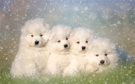 Download Wallpapers Samoyed Dog White Fluffy Puppies Cute Animals