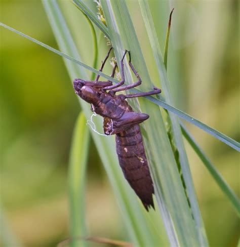 An Exoskeleton Of A Dragonfly Nymph Steve Creek Wildlife Photography