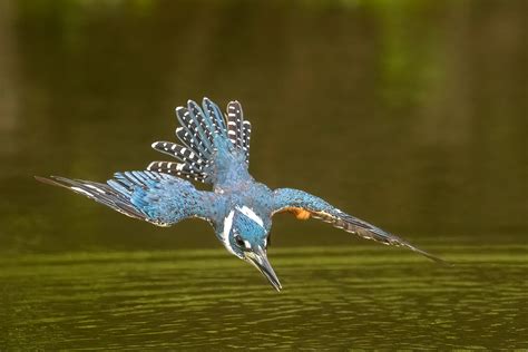 A Diving Kingfisher Jim Zuckerman Photography And Photo Tours