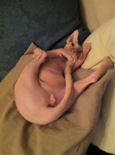 Naked Cats Are Born Exhibitionists Imgur