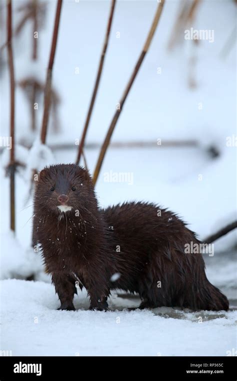 American Mink Hi Res Stock Photography And Images Alamy