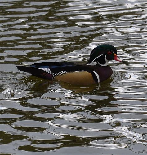 Wood Duck On Water Photograph By Lawrence Christopher Fine Art America