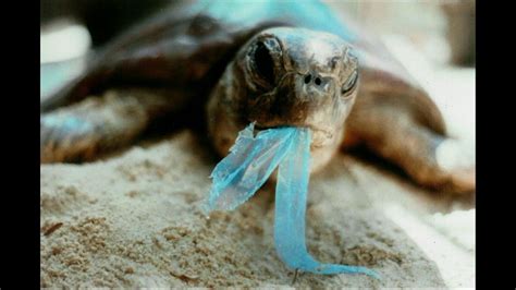 Psa Littering Animals Great Pacific Garbage Patch Marine Animals