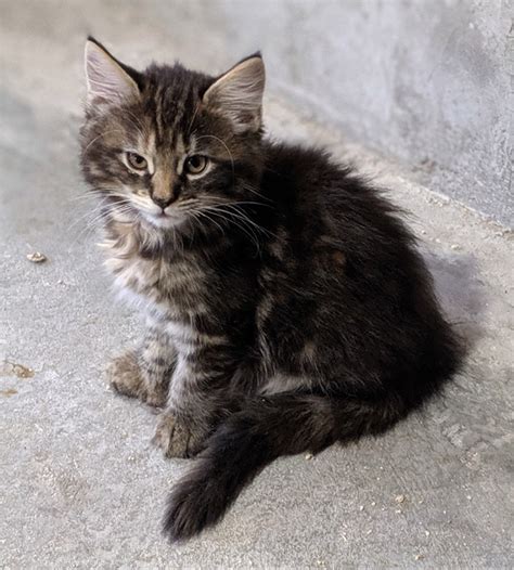 All waiting lists are full. Sweeney Farm - Alpine TX - Maine Coon Cats and Kittens