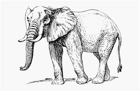 Crmla Elephant Big And Small Clipart Black And White