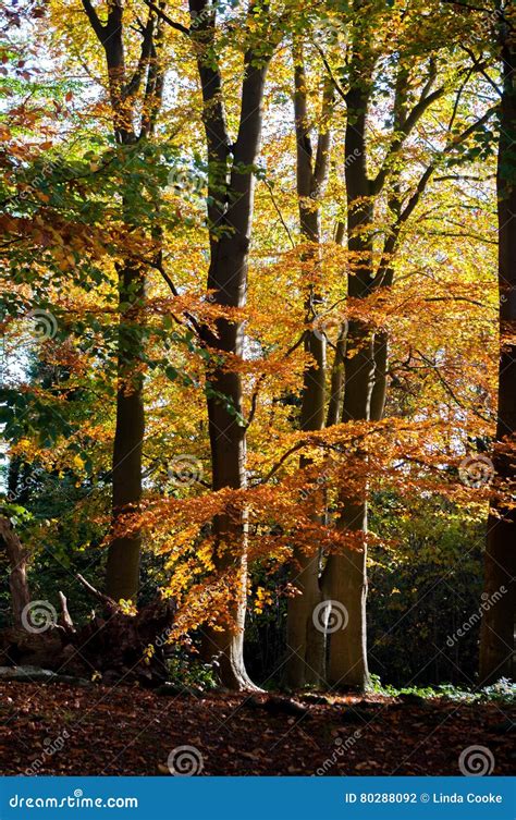 Autumn Beech Stock Photo Image Of Trees Seasons Beech 80288092