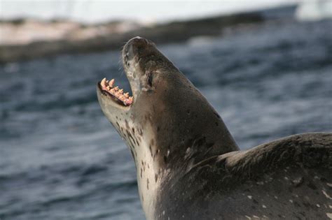 Leopard Seal The Life Of Animals