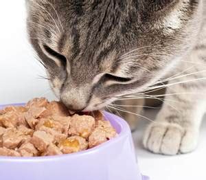 Maybe you would like to learn more about one of these? 5 Best Indoor Cat Foods - 2019 Buyer's Guide & Reviews