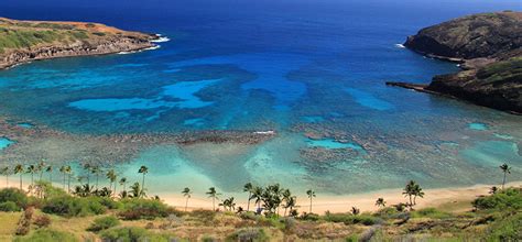 Maybe you would like to learn more about one of these? Protecting Hawaii's coral reefs | Hawaiian Airlines