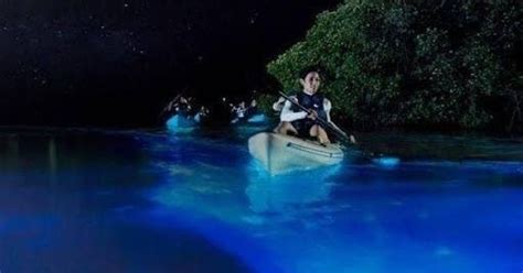 Bioluminescent Bay Laut Berwarna Biru Terang Di Puerto Rico