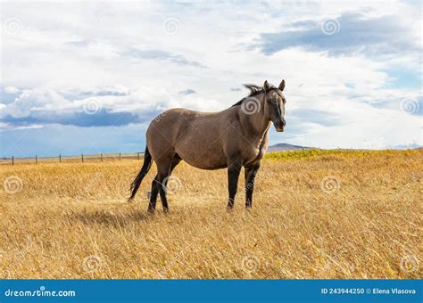 Un Caballo Salvaje Foto De Cierre Del Caballo Libre Grullo Foto De