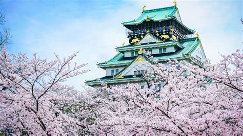 Osaka Castle At Sakura Blossom Backiee