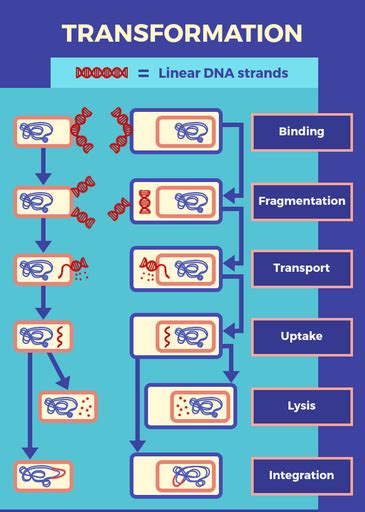 Transformation Labster