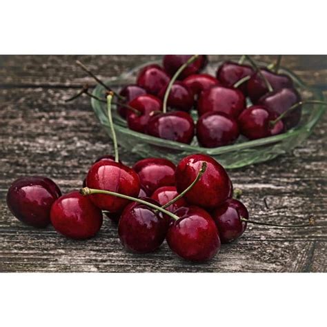 Online Orchards Dwarf Bing Cherry Tree Bare Root FTCH002 The Home Depot