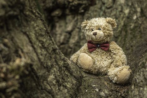 Cute Teddy Bear Wallpaper Hd Other 4k Wallpapers Images And
