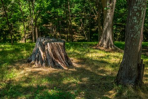 Tree Stump In The Forest Stock Photo Image Of Ecology 197161380