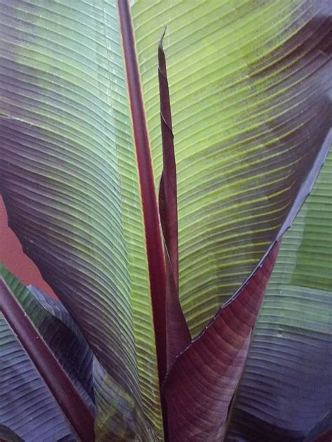 Plantfiles Pictures Ensete False Banana Red Abyssinian Banana Wild