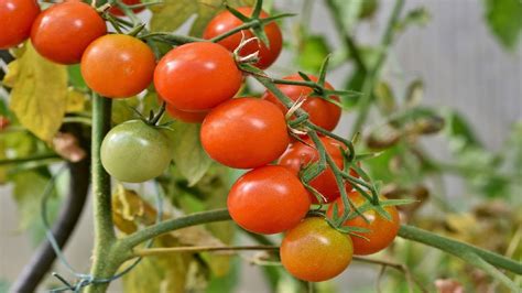Ponha Este Adubo No Tomateiro Faz Produzir Muito E Rápido Youtube