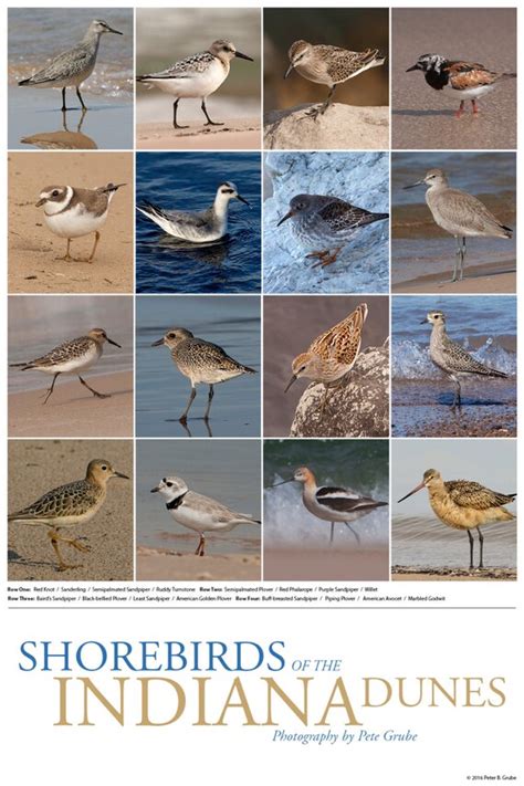 Shorebirds Of The Indiana Dunes Poster Etsy