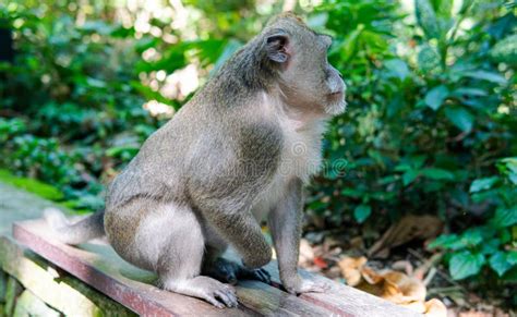 Behavior Of Monkeys In Nature Reproduction And Care For Offspring