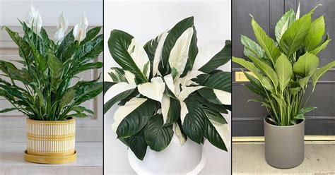 Please sign in or create an account to use project lists. 18 Best Types of Peace Lily | Spathiphyllum Varieties