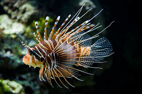 Jun 29, 2021 · petugas retribusi ini mengaku, rekaman itu sekitar 1,5 menit. Mikro Post: Ikan Singa (Lionfish) |MyRokan