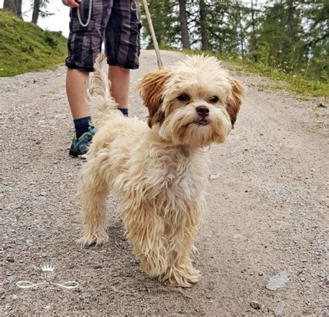 Bolonka Zwetna Rasseportrait, Charakter und Haltung | Honden