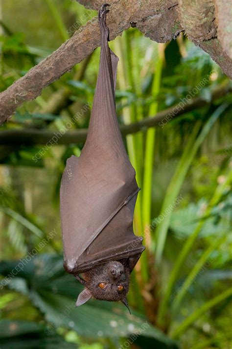 Malayan Flying Fox Stock Image F0314635 Science Photo Library