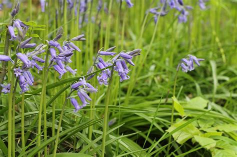 Andso I Dont Forget Wild English Spring Flowers