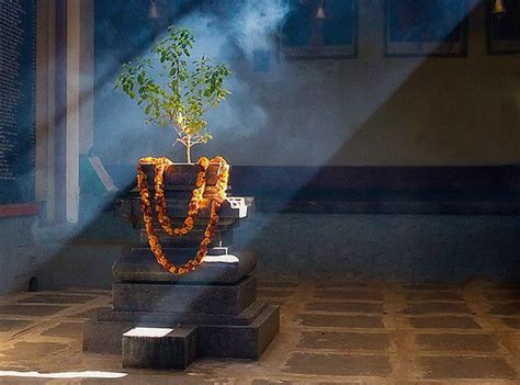 Why We Do Pooja To Tulsi Tree Basil Tree ~ Telugu World