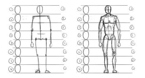 Drawing Body Proportions Human Body Proportions Body Proportion Drawing