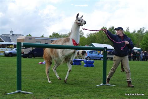 The bar is gradually raised during the contest until a. BlackRock Agility Racing Llamas: The amazing High Jumping ...