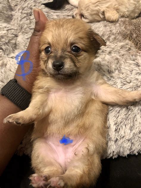 Pitbull puppies for sale sacramento california. Pomeranian Puppies For Sale | Sacramento, CA #325056